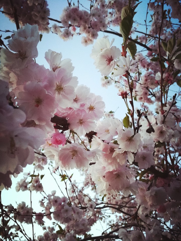 Pinky cheery blossom
