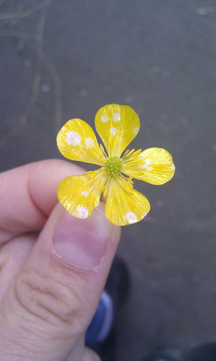 flower