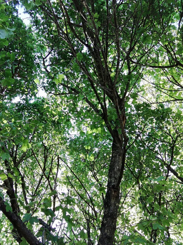 forest
