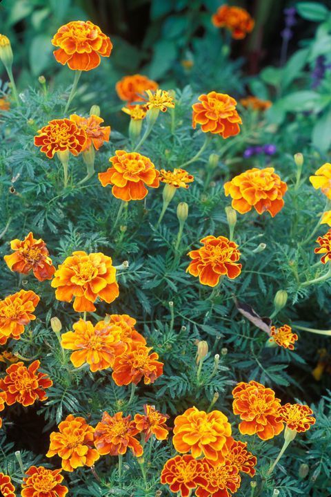 marigold flowers