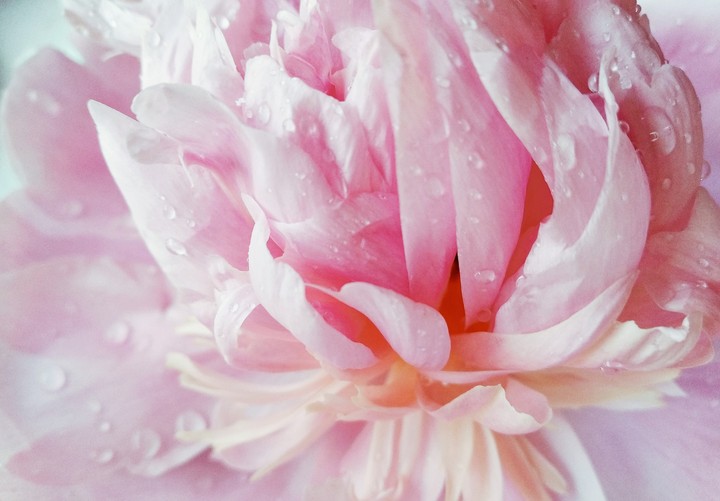 Flower-3