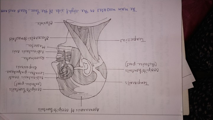 muscle of the face