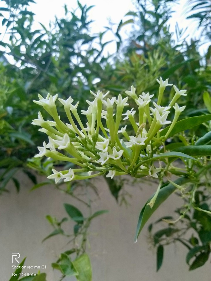 flower