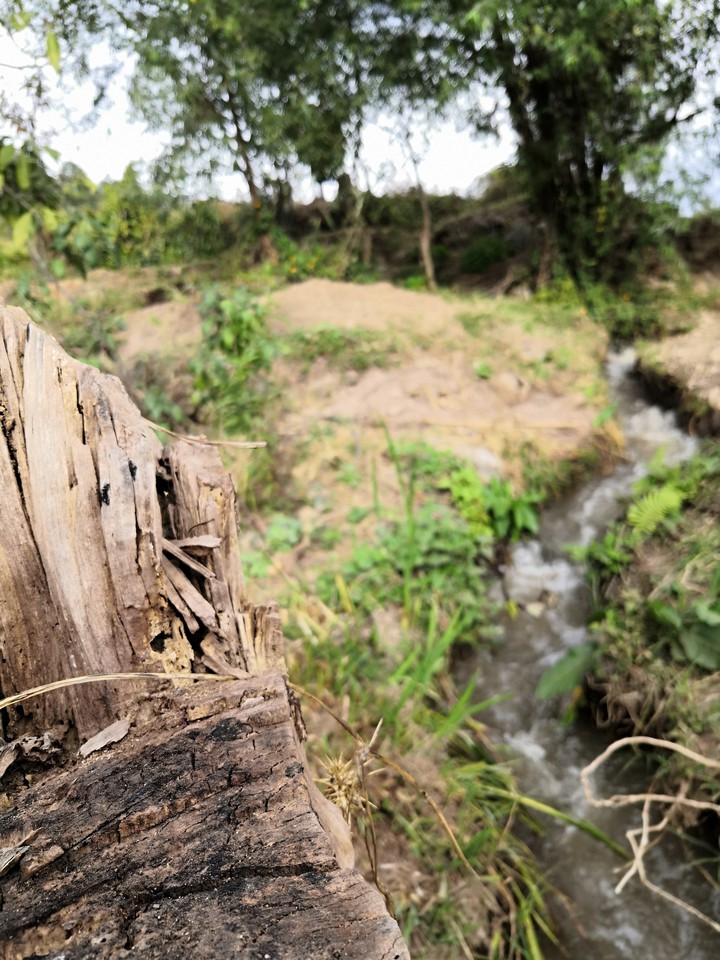 River and wood