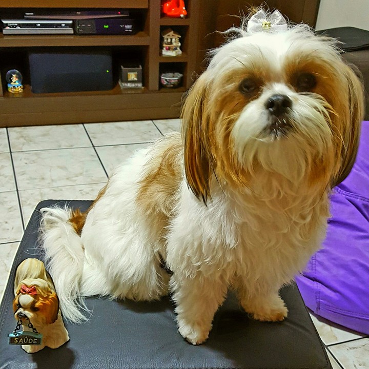 Lhasa Apso