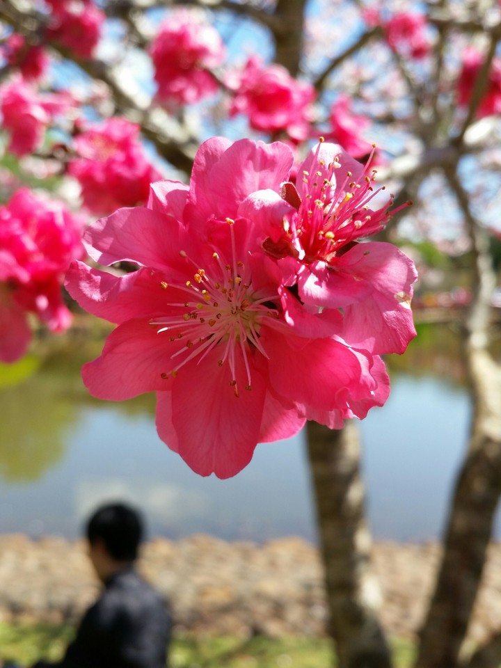 pink blossom