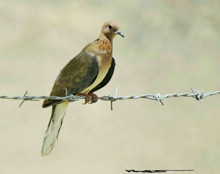 rebel dove ..