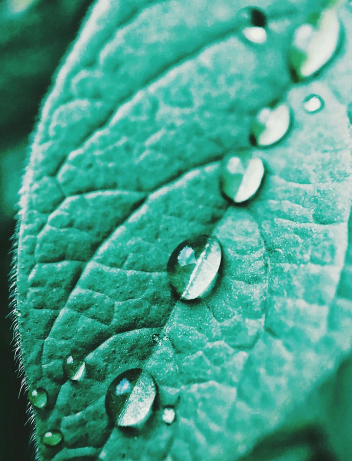 Dew drops