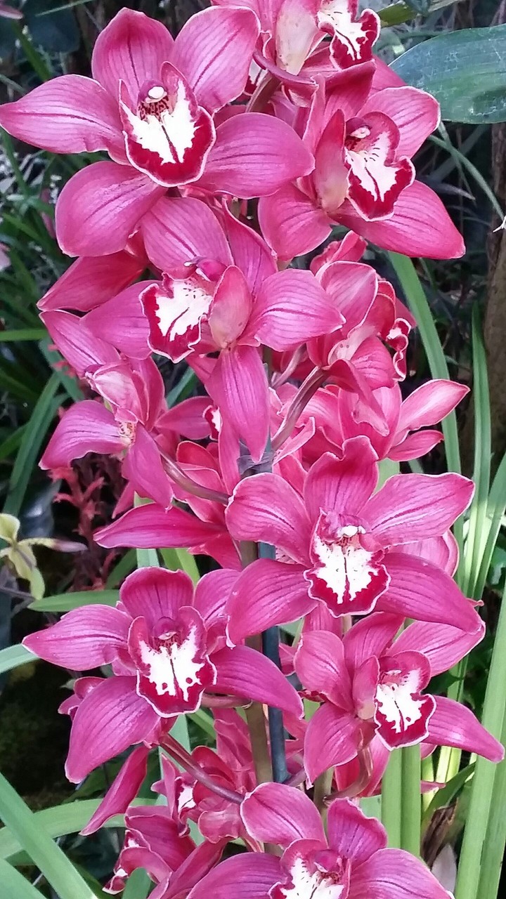 Orchids