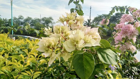 Flowers