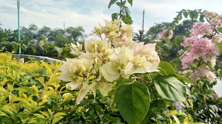 Flowers