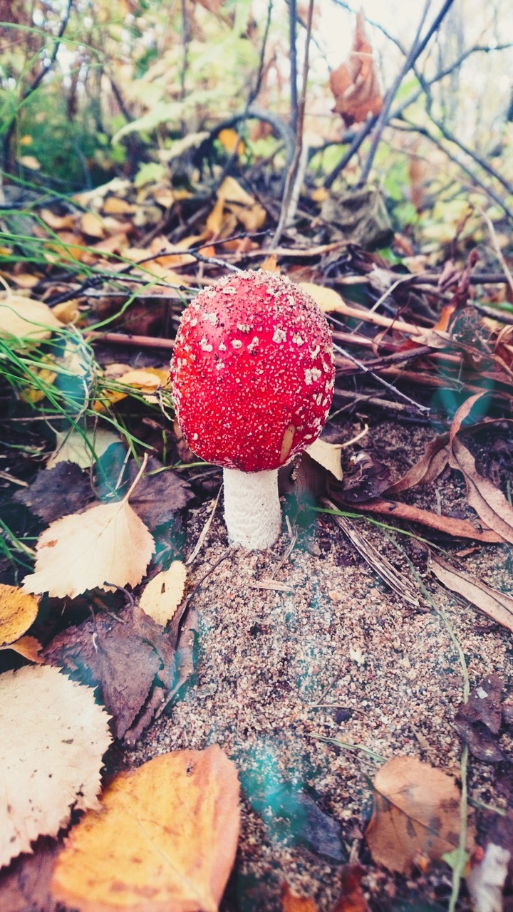 mushroom