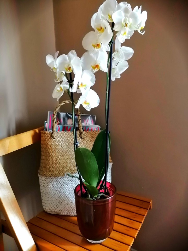 my orchid