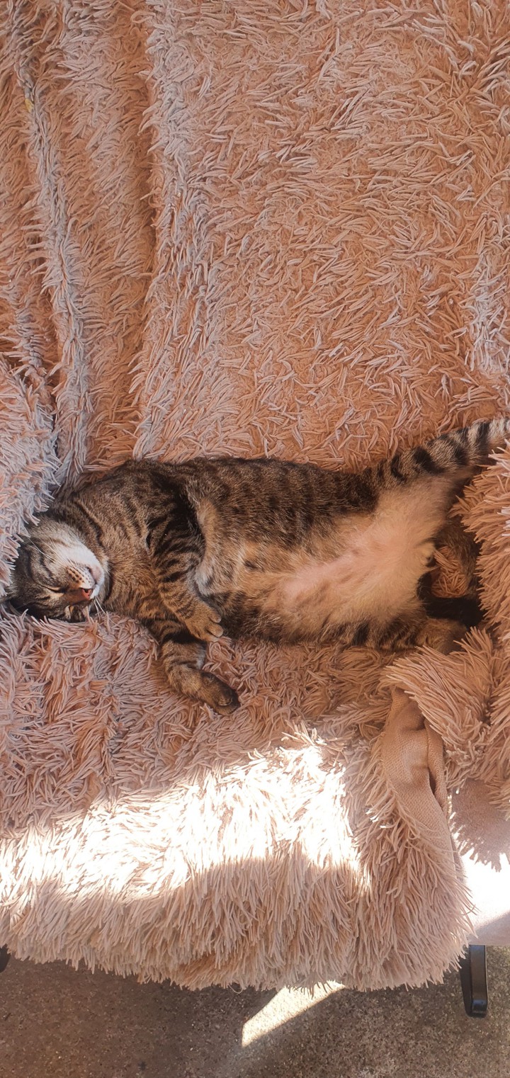 котик