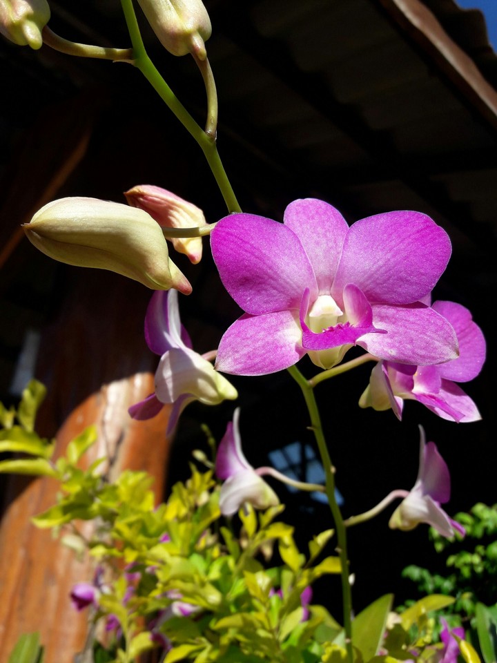 flower