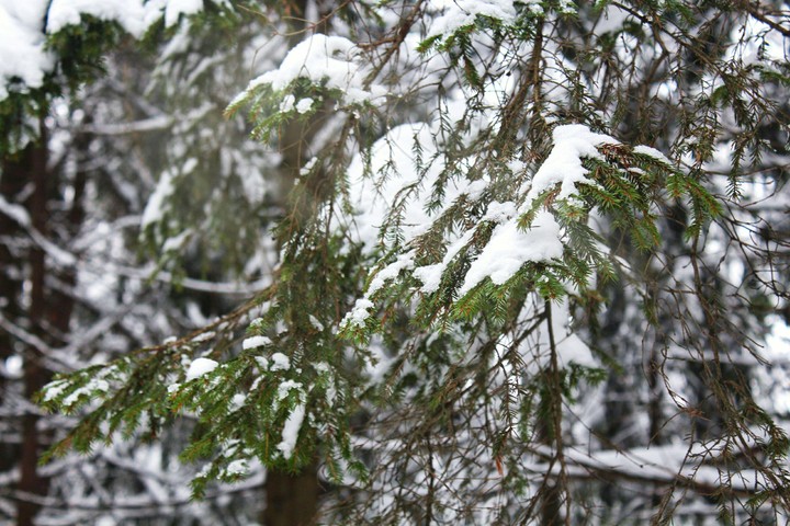 branch of winter