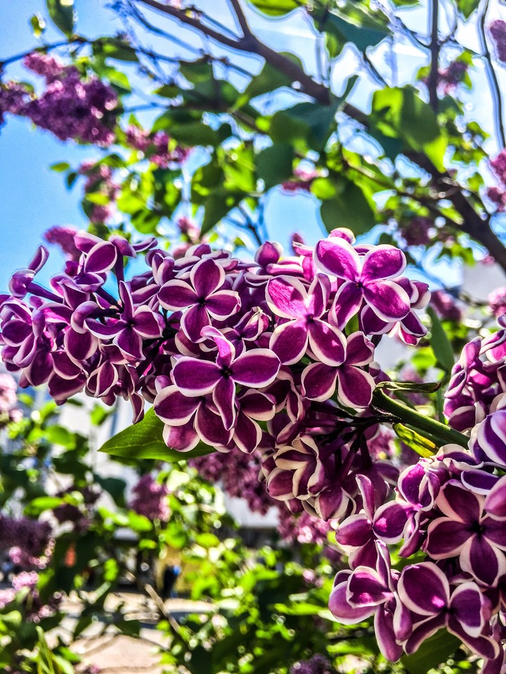 flowers