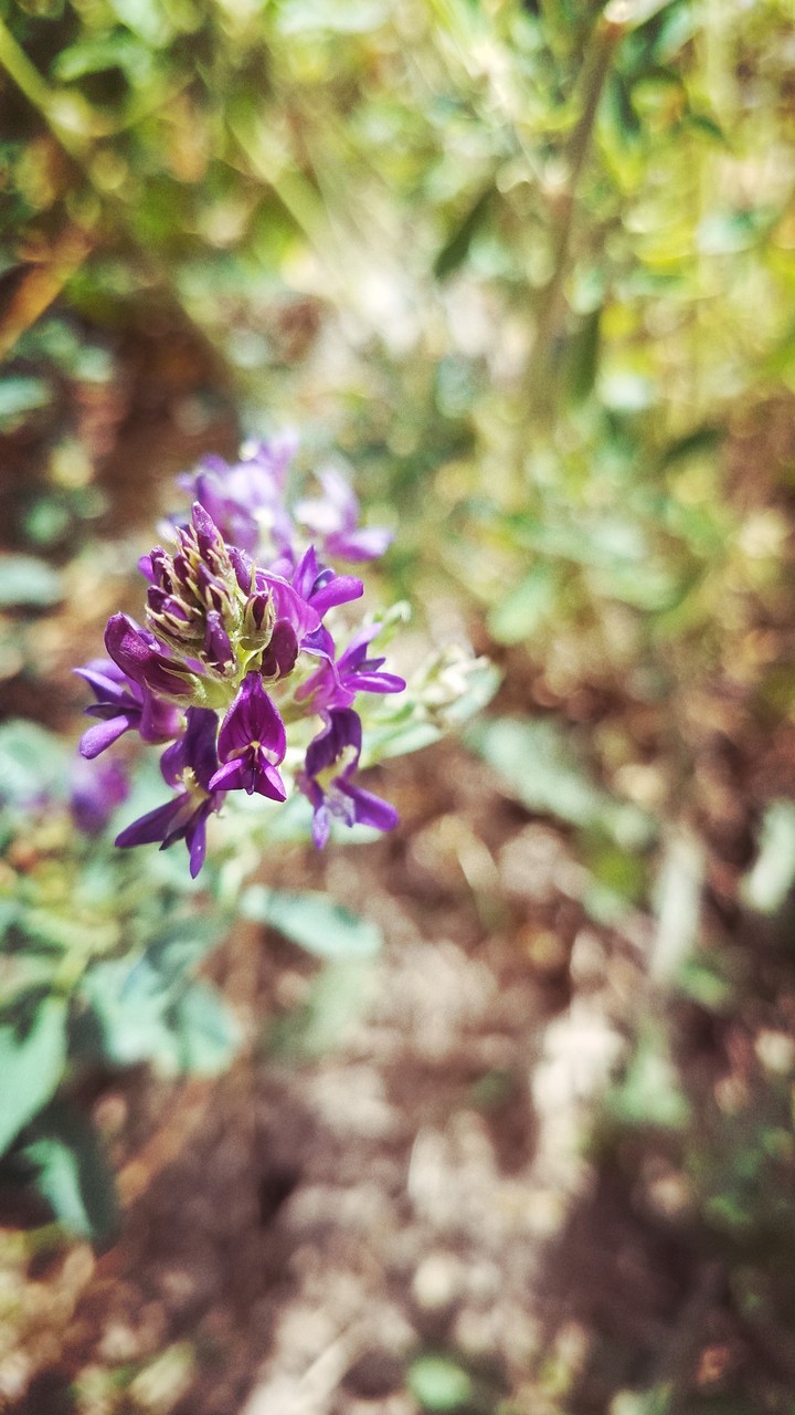 Mountain Flower