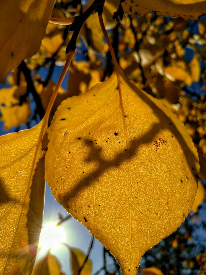 Autumn