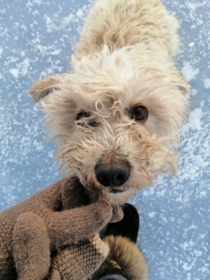 dog