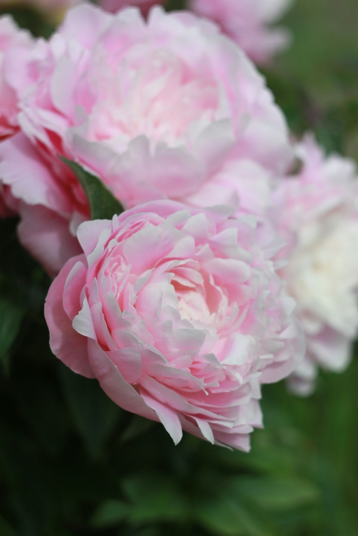 peony