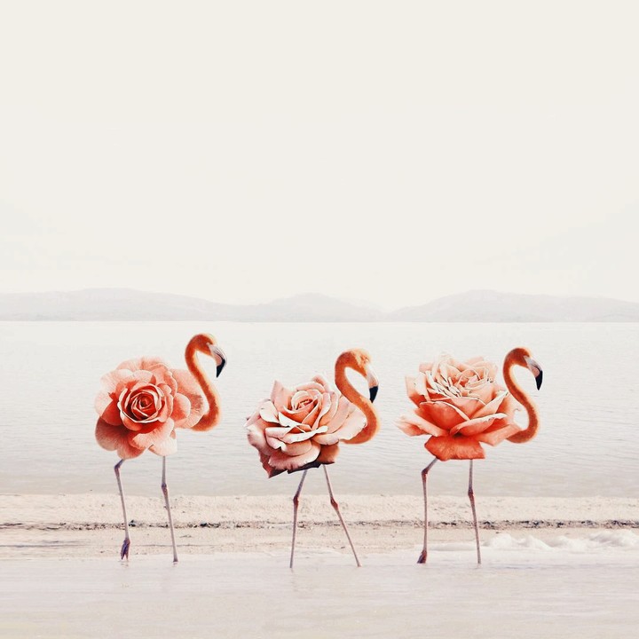 flamingo