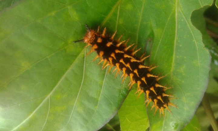 caterpillar.
