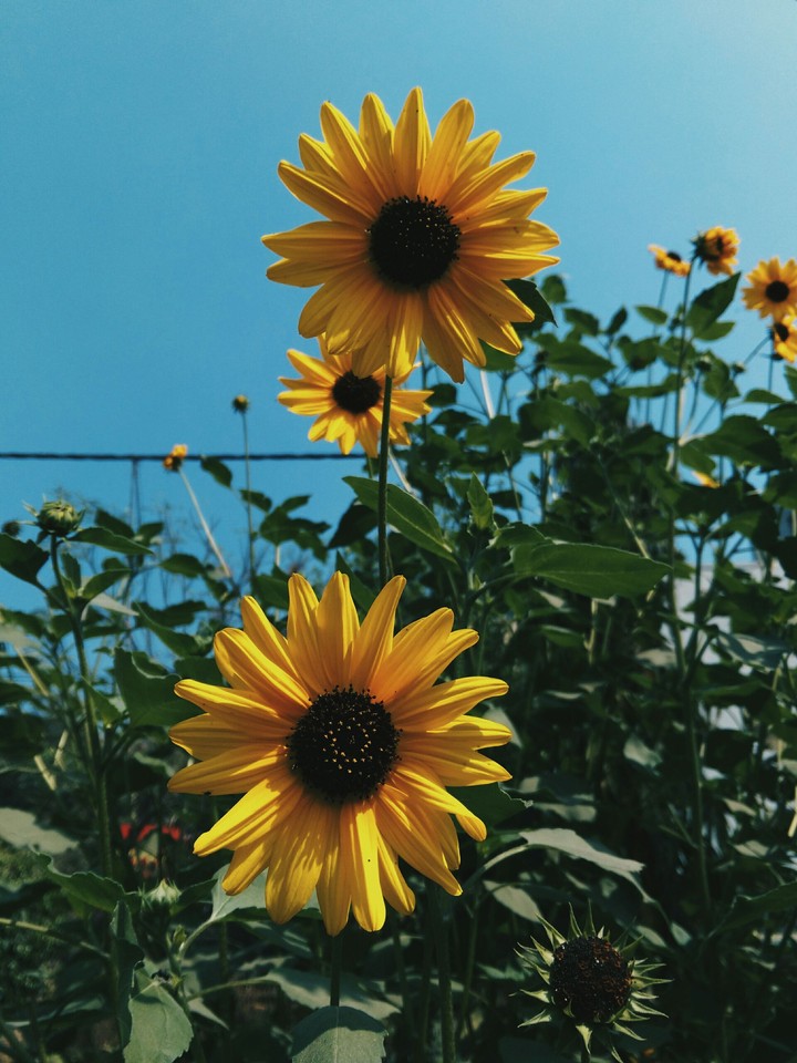 Like A Sunflower...