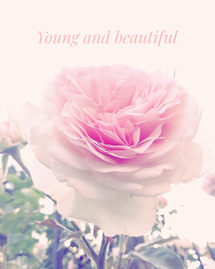 Young & Beautiful