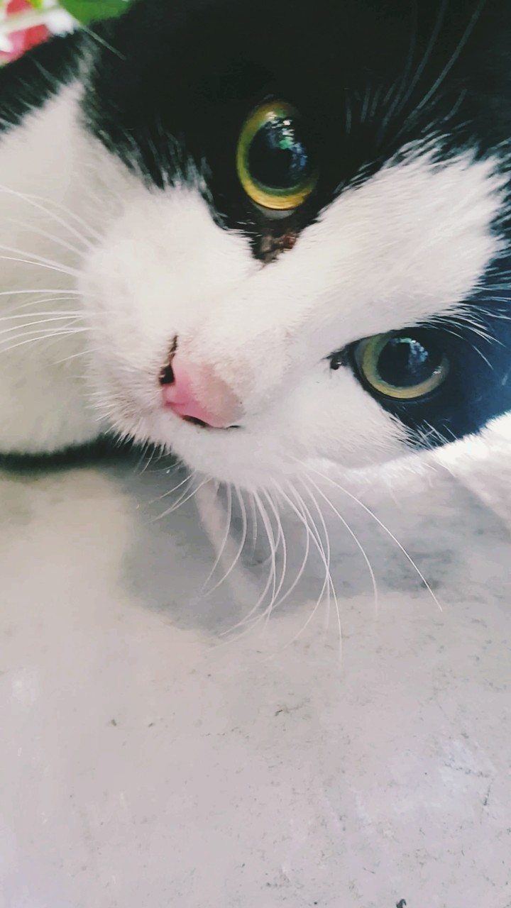 길냥이2(street cat)