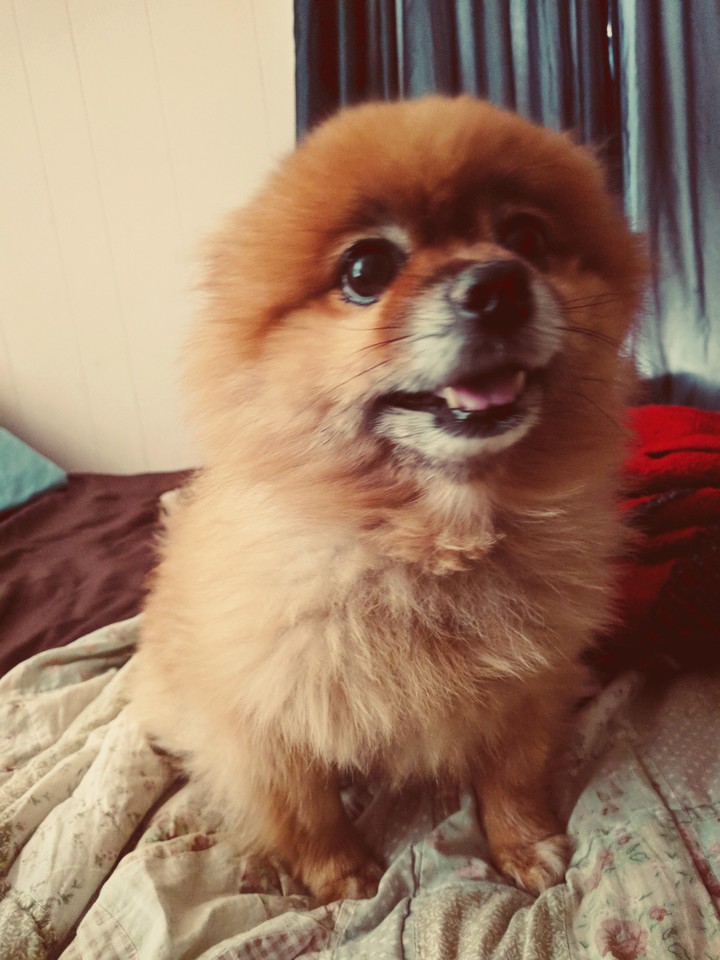 Good doggo