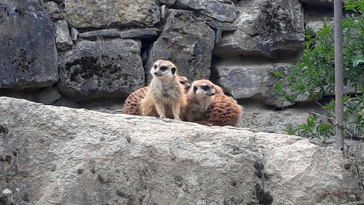 Erdmännchen