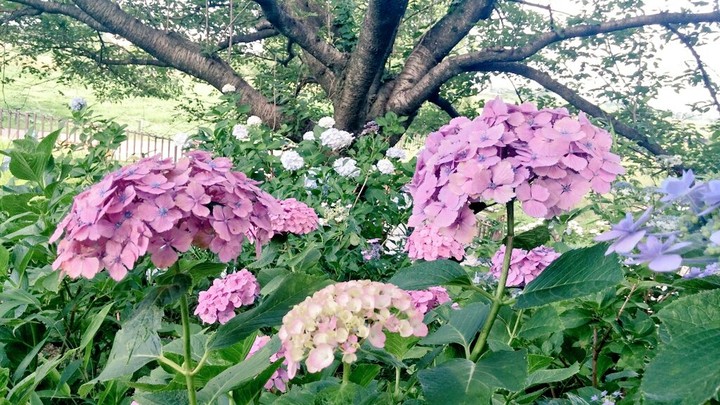 紫陽花と木