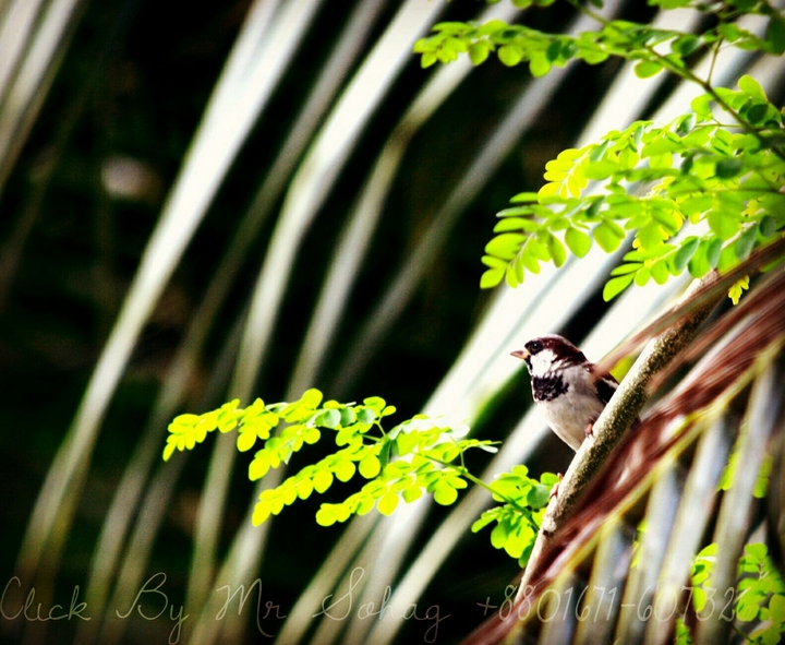 bird of Bangladesh