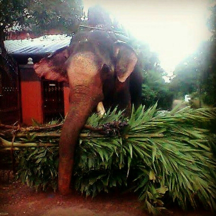 Elephant