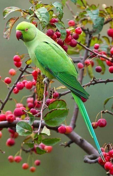 Beautiful Parrot