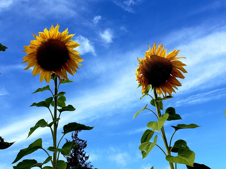 Happy sunflowers