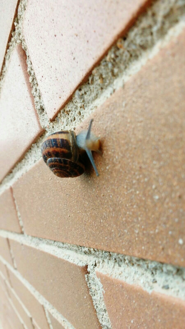 caracol