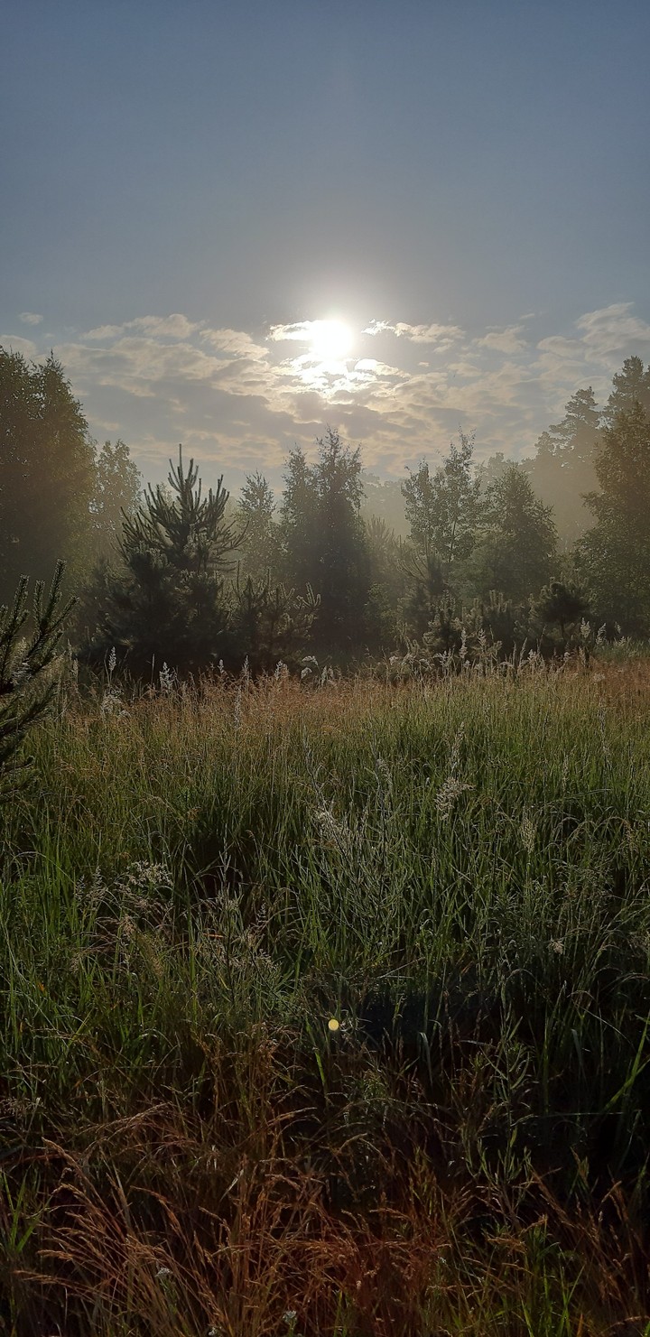 Morning forest