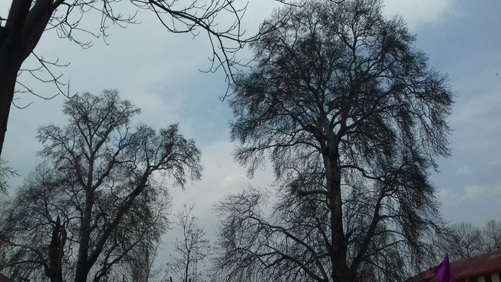 Tree Gaint.