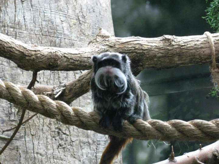 moustache monkey