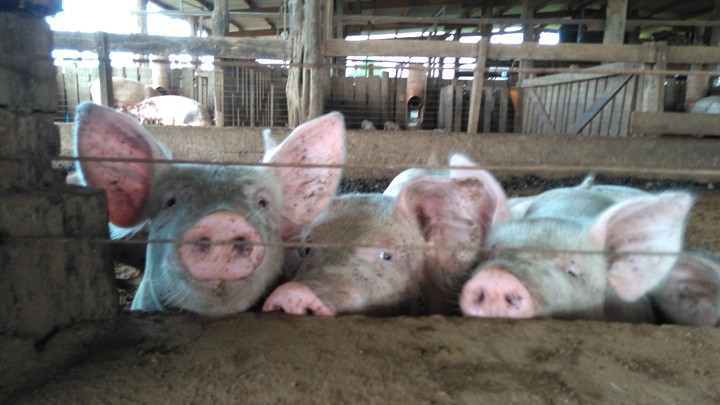 3 little pigs ❤