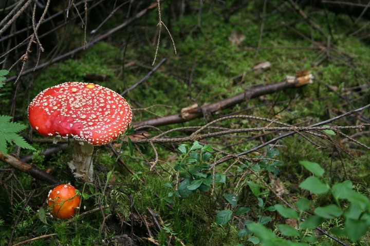 Mushroom/fungus in the forest