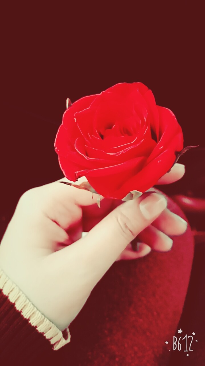 love#redrose
