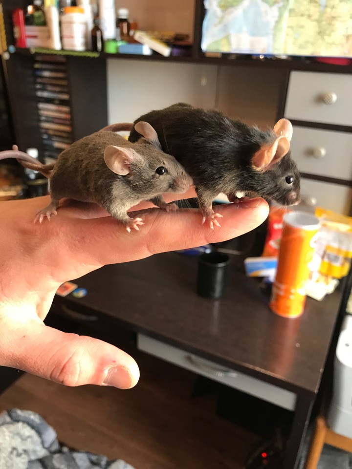 brothers