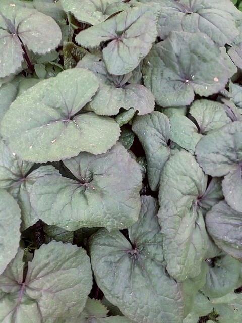 тапети flower, herb