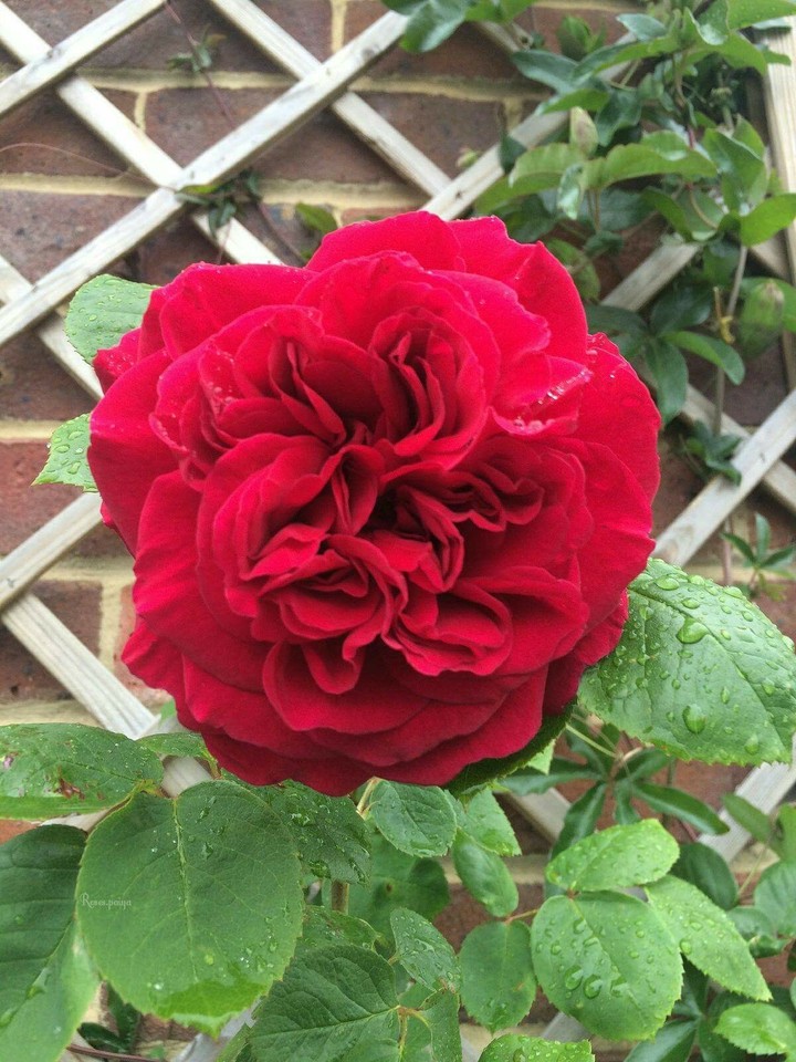 rose