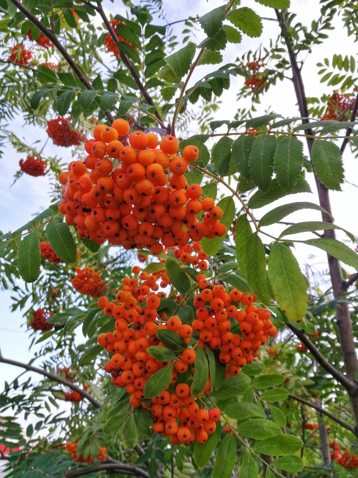 рябина