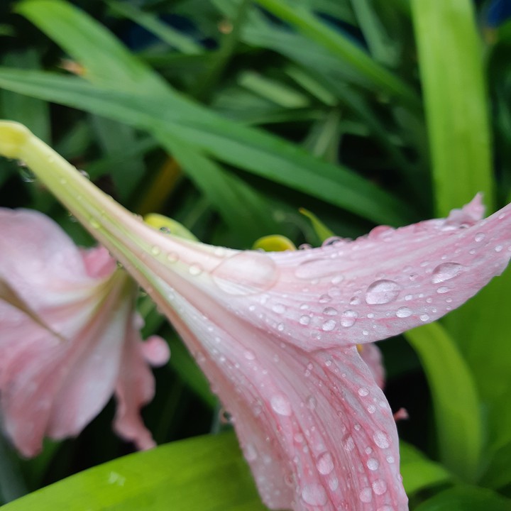lily after rain