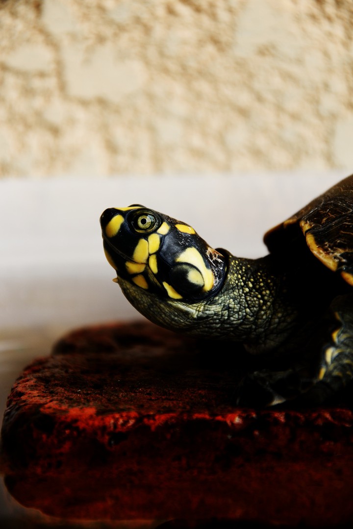 tortoise